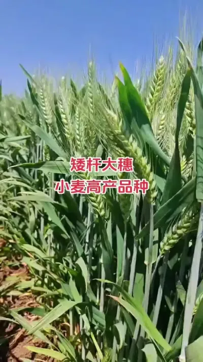 偃亳369矮杆大穗型品种#抖音助农 #小麦 #新农人 #种植