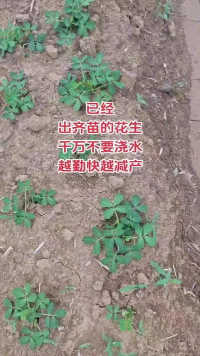 土壤5公分以下土壤用手能握成团，千万不要浇水#花生#抖音助农#新农人#种