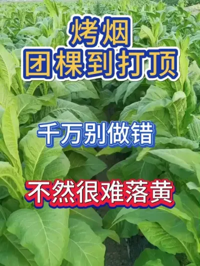 想让烤烟正常落黄，等级高，那在旺长的时候，千万别做错了 #烤烟种植技术与管理 #烤烟 #烤烟烘烤 #烤烟种植 #烟草种植