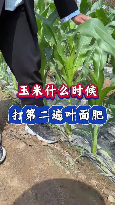 玉米什么时候打第二遍叶面肥#玉米 #玉米种植 #玉米高产管理 #玉米高产 #三农