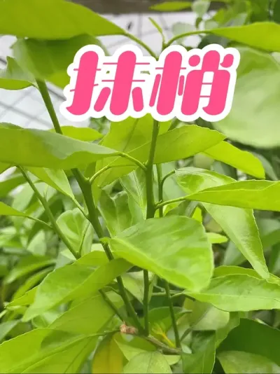 Ĩ#ֲ #ũ˼ƻ2025 #ũ #޼ #ũ˼ƻ
