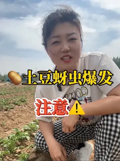 高温干旱导致蚜虫爆发，一定要做好防治#农业技术分享 #土豆高产种植 #马铃薯种植