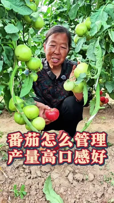 番茄怎么管理产量高口感好 番茄怎么管理#番茄莳植 #西红柿莳植 #蔬菜管理 #生菜杨姐 #三农 @DOU+小助手