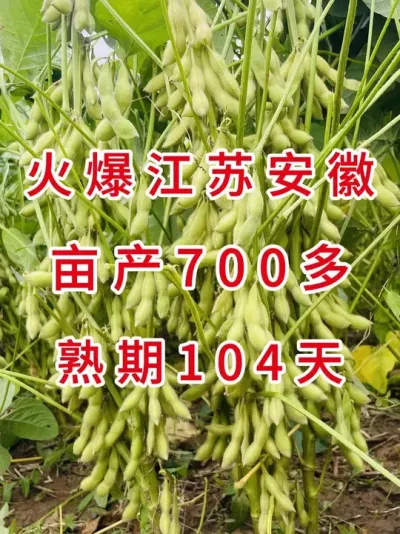 大粒金豆王，亩种10斤亩产700 #服务三农支持三农 #优质农产品 #抖音助农 #大豆种植 #产量特别高