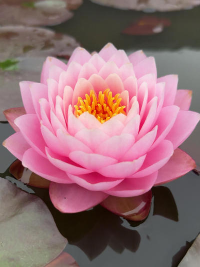 'Piriya' Ƥ����#˯��[����]# #����˯��[����]# #԰��[����]# #����һ��[����]# #Ī��˯��[����]# #�������ĵ��ʻ�[����]# #������ֲ[����]# #�ҵ�����һ��ƽ��[����]#