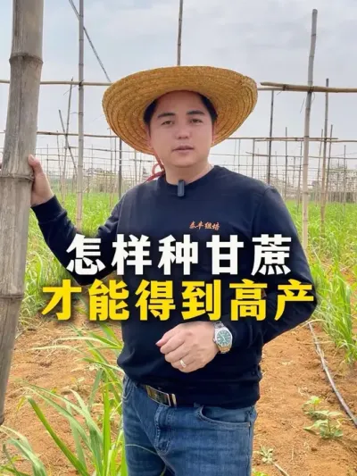 怎样种甘蔗，才能得到高产#甘蔗#甘蔗种植#种植小技巧 #分享农业知识帮农民增产增收 #增产增收才是硬道理