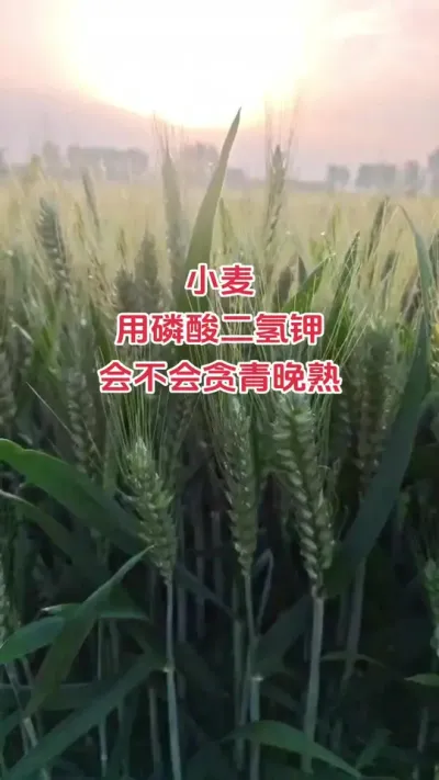 #抖音助农#新农人#小麦#种植