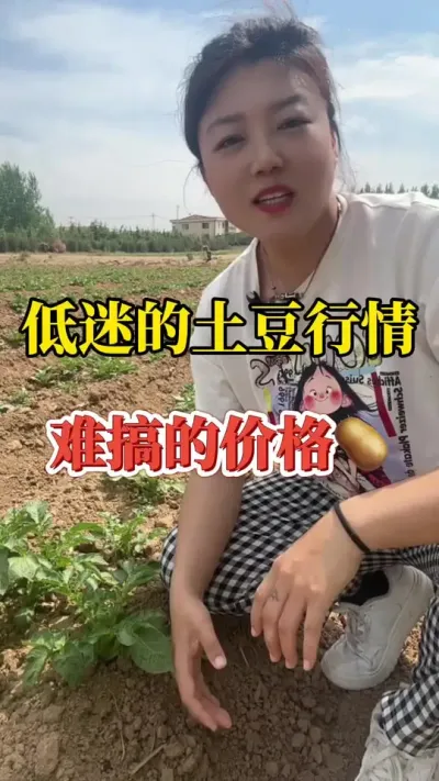 低迷的土豆行情，难搞的土豆价格#土豆 #土豆行情 @抖音小助手
