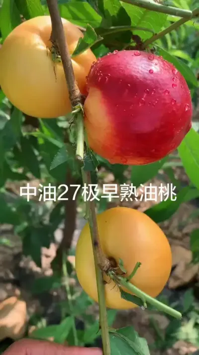 275Ѯ죬15ϣ15첻ƽ150ˣкܲƷ֣