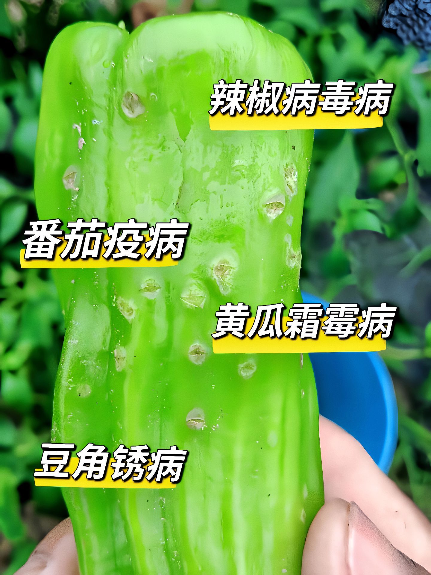https://static.ixuenong.com/pxn/uploads/prod/thirdfile/2025/05/85436971521ed1ac46f06fa45edd5fff.jpg