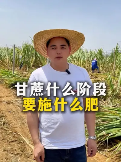 甘蔗什么阶段，要施什么肥#农业种植 #三农 #甘蔗种植 #服务三农支持三农 #种植小技巧