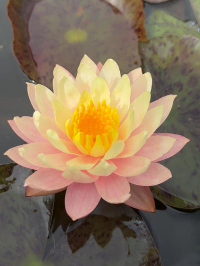 'Peach and Cream' ��������#˯��[����]# #����˯��[����]# #԰��[����]# #�������ĵ��ʻ�[����]# #Ī��˯��[����]# #԰������[����]# #������ֲ[����]# #��