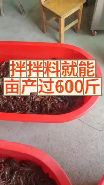 拌拌料就能亩产600斤 #小龙虾 #养虾人 #三农 #新农人计划 #渔德盛