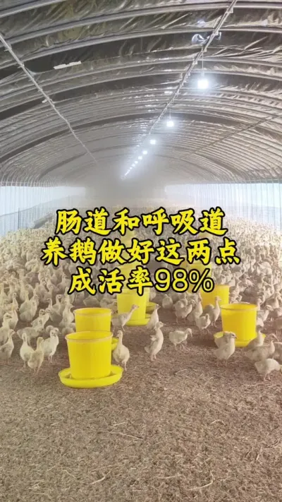 #养鹅 #养鹅人 #养鹅技术分享 #养鹅技术 #养鹅专业户