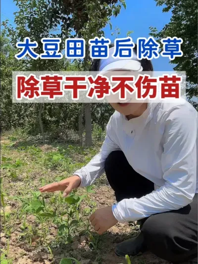 大豆田专用除草只除杂草不伤大豆苗#大豆种植 #大豆种植技术 #除草剂 #苗后除草剂 #除草不伤作物
