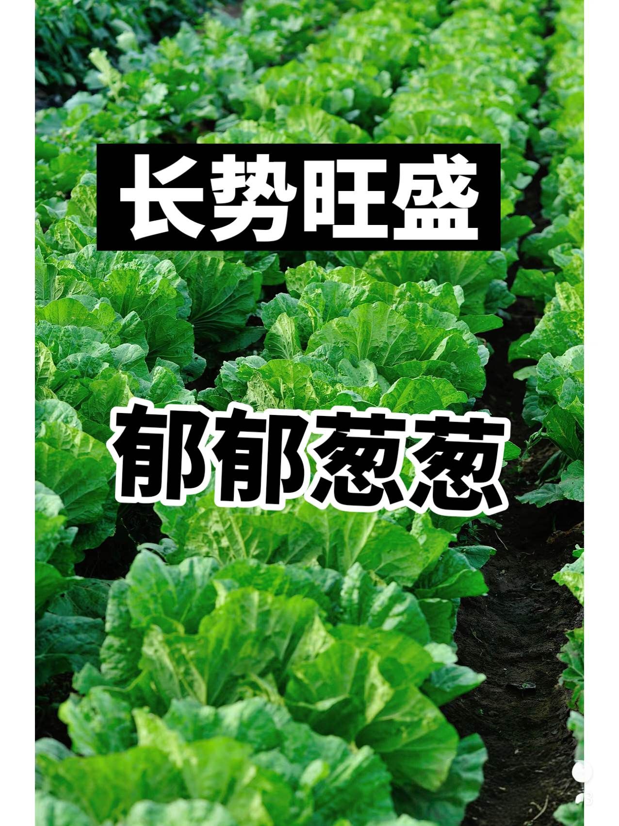 https://static.ixuenong.com/pxn/uploads/prod/thirdfile/2025/05/86ef73b5a921a52498a63e32ff7dfc82.jpg