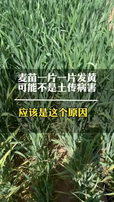 麦苗一片一片发黄，排除土传病害，可能是这个病害导致 #高产小麦 #抖音助农 #田间地头就是我的舞台