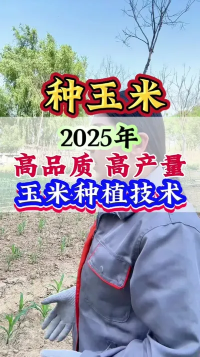 2025年玉米高品质 高产量种植技术#玉米 #玉米管理#玉米种植#玉米高产#玉米地