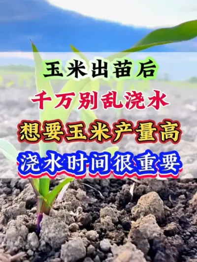 玉米出苗后千万别乱浇水，想要玉米产量高，浇水时间很重要 #玉米   #玉米种植   #玉米高产   #玉米管理 #玉米地
