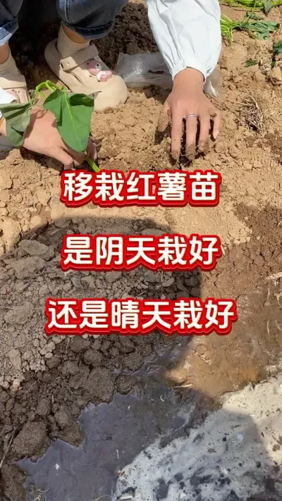 红薯苗晴天移栽好还是阴天移栽好#红薯种植#红薯管理#红薯施肥#红薯高产#红薯大丰收