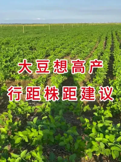 大豆想高产？行距选错全白搭 #农业种植 #抖音助农 #三农流量扶持计划 #大豆种植 #农业种植技术