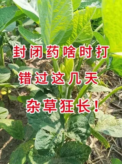 大豆封闭药,最佳使用时间 #服务三农支持三农 #三农流量扶持计划 #农业种植 #大豆种植 #农业植保知识分享