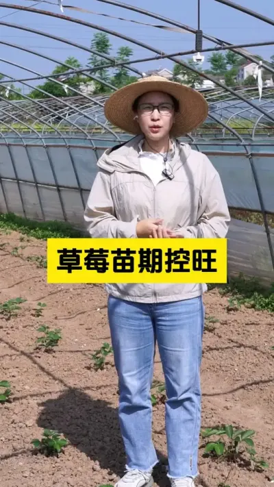 育草莓苗需要控旺吗？如何去控旺呢？#启明生物大师姐 #草莓种植管理技术和方法 #新农人计划2025 #2025新农人计划乡村振兴蓝图 #三农