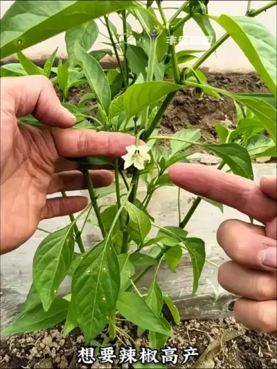 整枝打杈 辣椒高产小技巧#辣椒  #辣椒种植 #种植技术 #种植小技巧 #羊粪有机肥