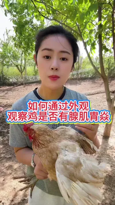#养鸡妙招#科学养鸡#鸡鸭鹅养殖#散养土鸡#养鸡