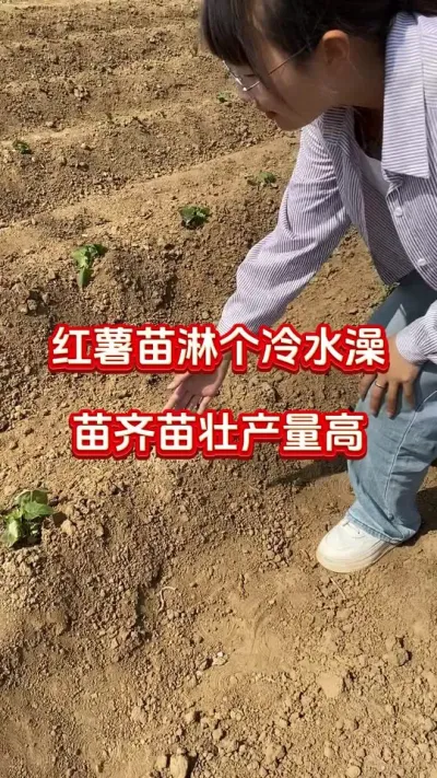 红薯苗淋个冷水澡，苗齐苗壮产量高#红薯种植#红薯管理#红薯施肥#红薯高产#红薯大丰收