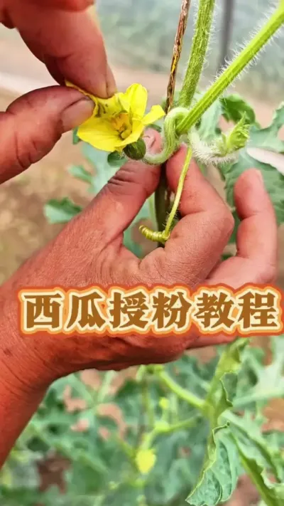 西瓜授粉管理 西瓜授粉#西瓜🍉 #西瓜授粉教程 #西瓜知识 #生菜杨姐