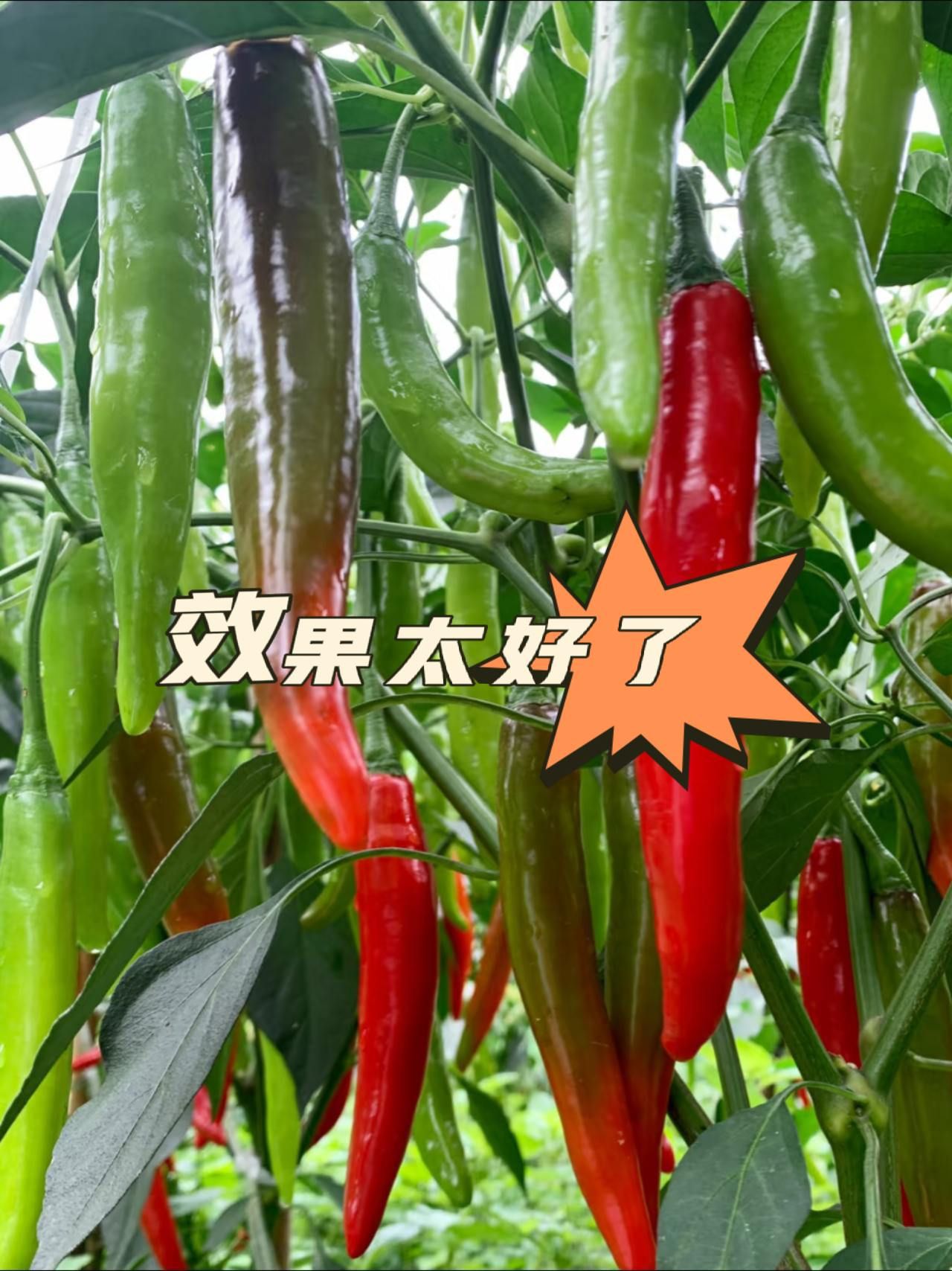 https://static.ixuenong.com/pxn/uploads/prod/thirdfile/2025/05/9654ab25b3a3d1799fc5c551be7f08d6.jpg