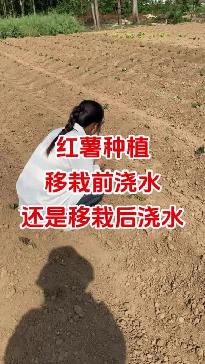 红薯移栽前浇水还是移栽后浇水#红薯种植#红薯管理#红薯移栽#蘸根配方 #红薯高产