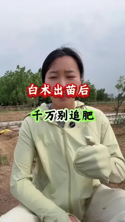 白术种植 白术出苗后千万别追肥#白术种植 #白术管理 #白术高产 #药材种植