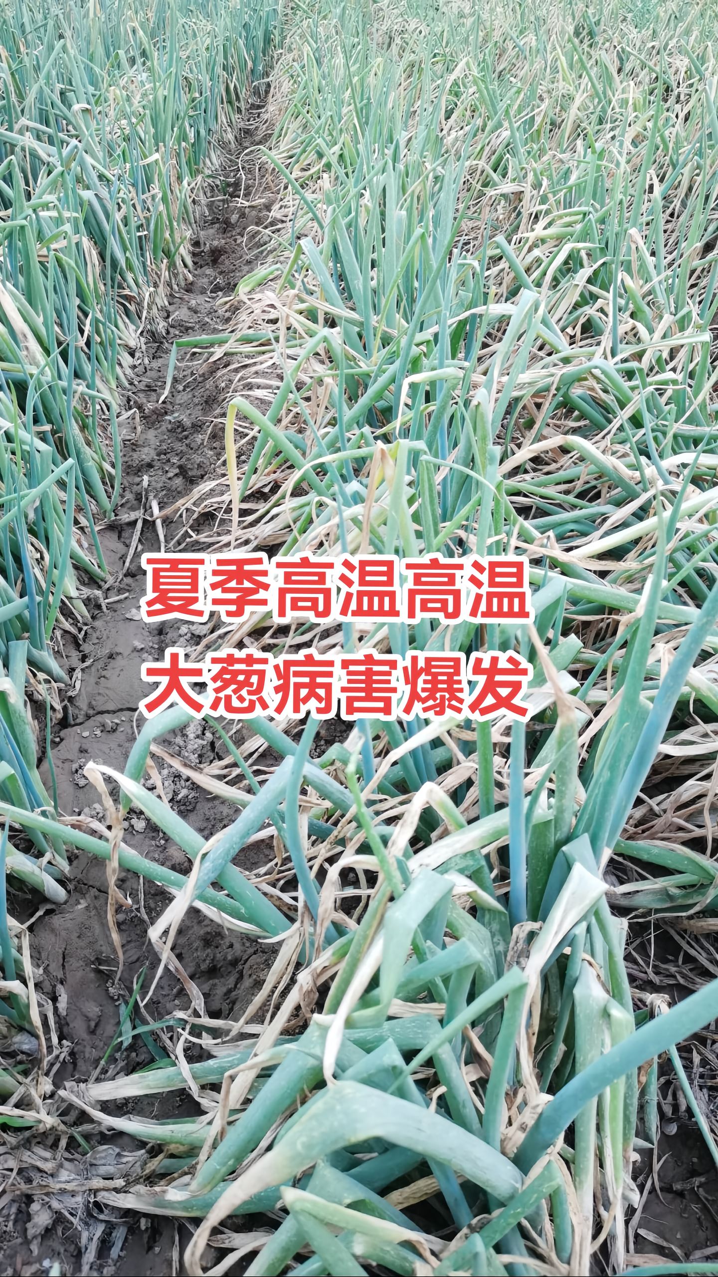 https://static.ixuenong.com/pxn/uploads/prod/thirdfile/2025/05/9715ff257301957990b54963cd824346.jpg