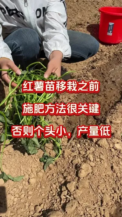 红薯苗移栽之前这项工作很重要，否则个头小产量低#红薯种植#红薯移栽#红薯蘸根#红薯高产