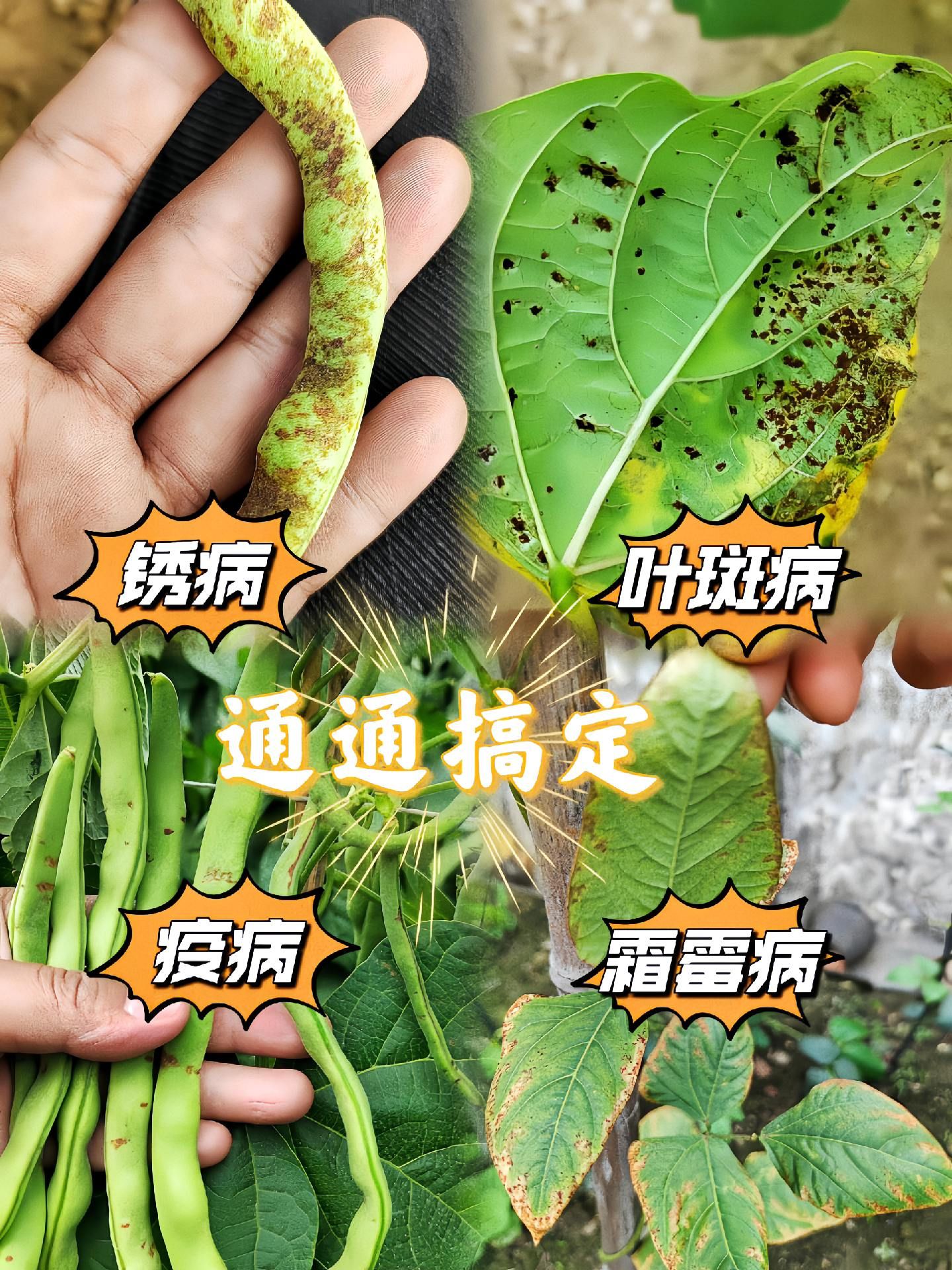 https://static.ixuenong.com/pxn/uploads/prod/thirdfile/2025/05/99ab6a04b75c6b737bb0c2eea0b6b6d2.jpg