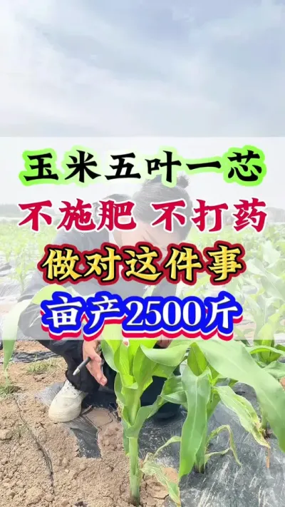 玉米五叶一芯，不施肥不打药，做对这件事，亩产2500斤#玉米#玉米管理#玉米高产#玉米地 #玉米种植