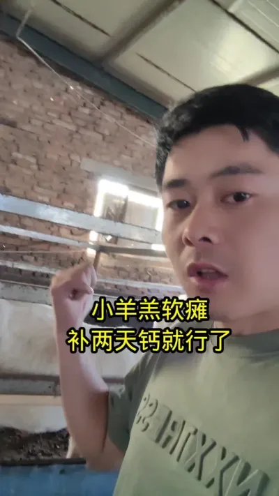 #养羊 #养羊人 #养羊技术分享 #羔羊瘫软
