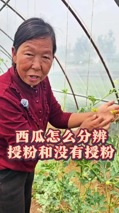 西瓜怎么分辨授粉和没授粉 西瓜怎么分辨授粉和没授粉#西瓜知识 #授粉 #西瓜授粉教程 #生菜杨姐