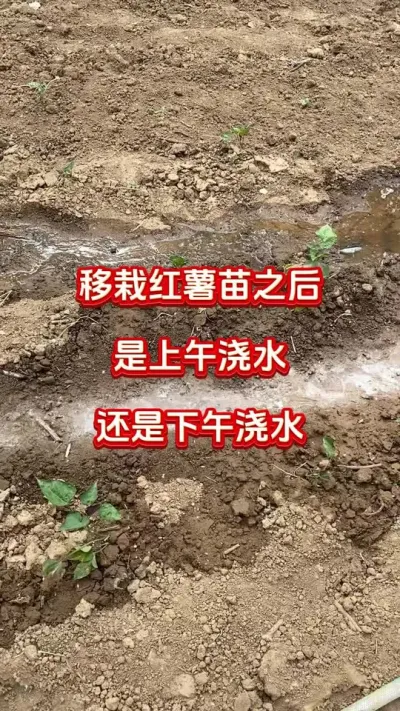 ֮罽ˮվ罽ˮ#ݪֲ##ʩ#߲#