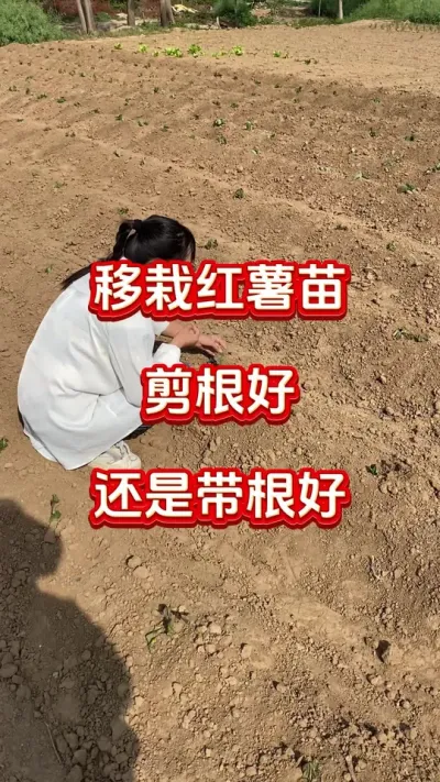 红薯移栽剪根好还是带根好#红薯种植#红薯管理##红薯施肥#红薯高产