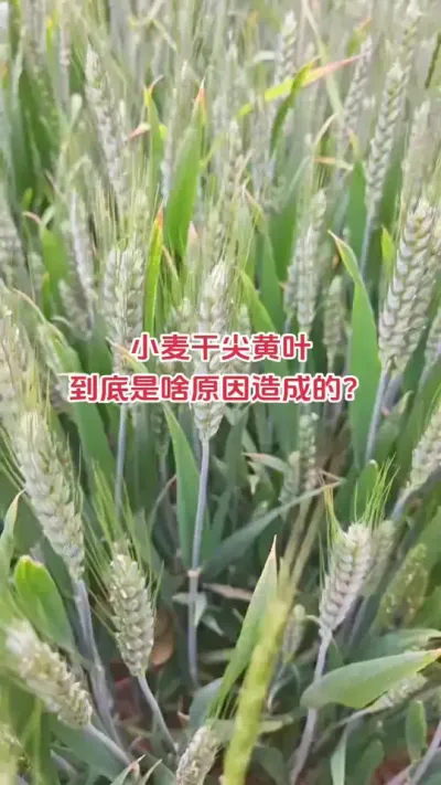 #种植 #小麦 #抖音助农 #新农人 #朝晖农资