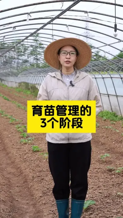 育苗管理期的三个重要节点，一定要把握住了！#启明生物大师姐 #草莓种植管理技术和方法 #新农人计划2025 #2025新农人计划乡村振兴蓝图 #种植大棚