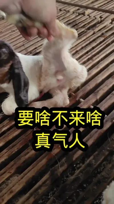 Ϊɶ���ʱ���µĶ���С���Ⱑ#���� #������ #ũ������