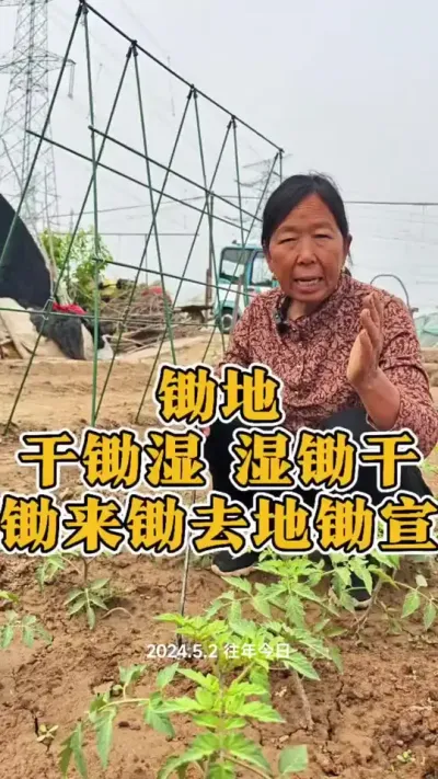 蔬菜为什么不长#蔬菜种植 #种植小技巧 #生菜杨姐 #锄地 @DOU+小助手
