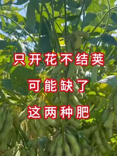 大豆增产就靠它 #服务三农支持三农 #抖音助农 #农业莳植 #大豆莳植 #三农流量帮助妄想