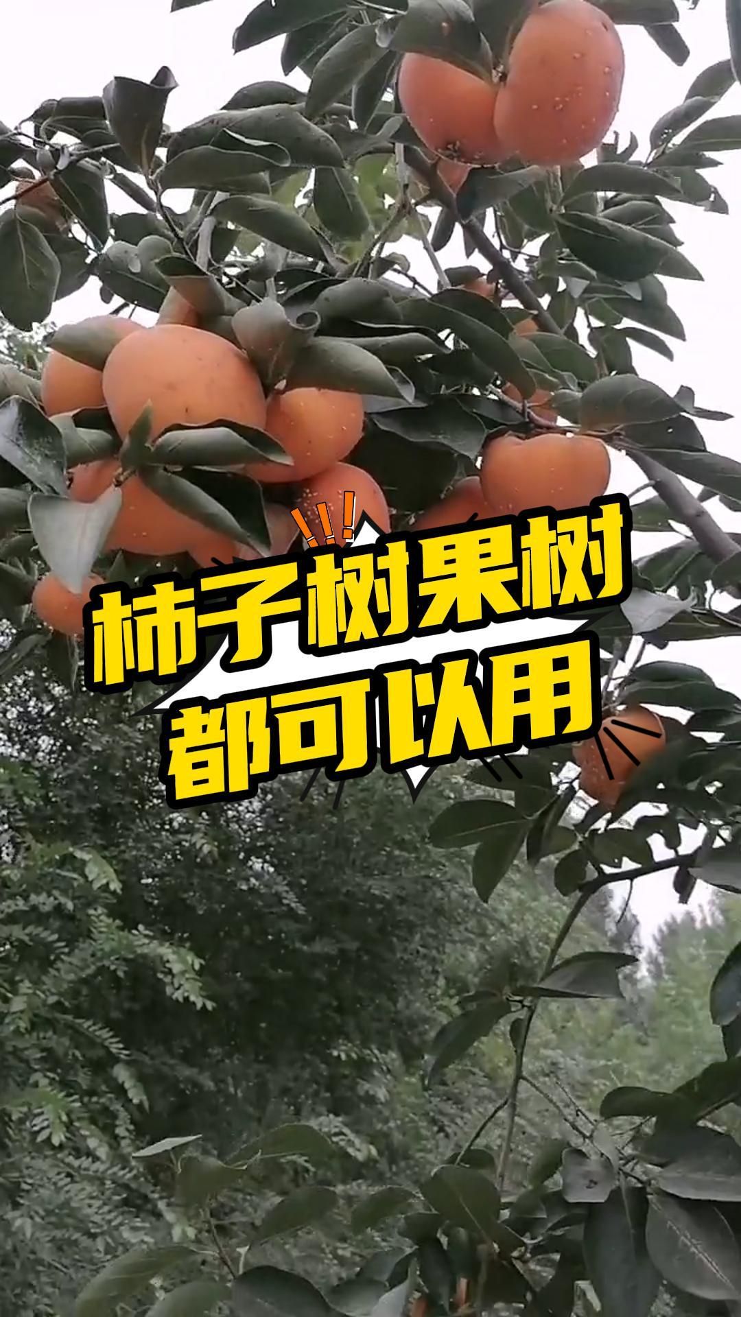 https://static.ixuenong.com/pxn/uploads/prod/thirdfile/2025/05/a37d1d8c623cf1c6f97f5d0eb6d27354.jpg