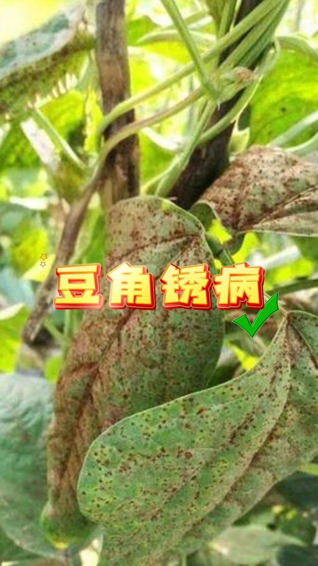 https://static.ixuenong.com/pxn/uploads/prod/thirdfile/2025/05/a55cc3b0f3a06a42a1ec5b6c2f1a01e5.jpg