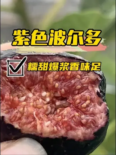 带冰裂纹爆浆的小波你吃了吗？小波微微吊干才是最佳赏味期，真的太美味，我妈妈的最爱之一！#种植的乐趣 #盆栽无花果#紫色波尔多无花果 #无花果